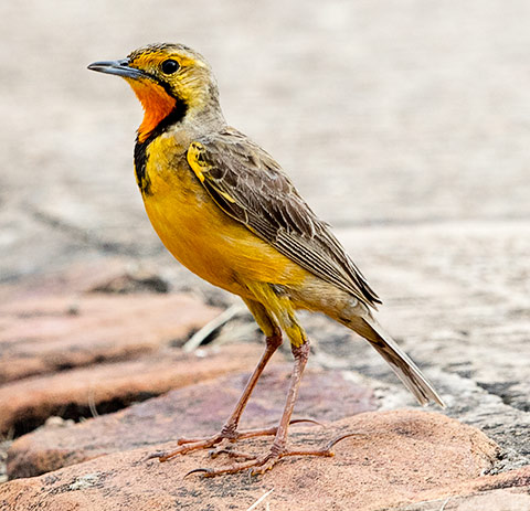 Cape Longclaw
